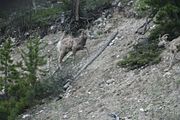 153 - Maligne Canyon, Medicine Lake, Maligne Lake - IMG_1233